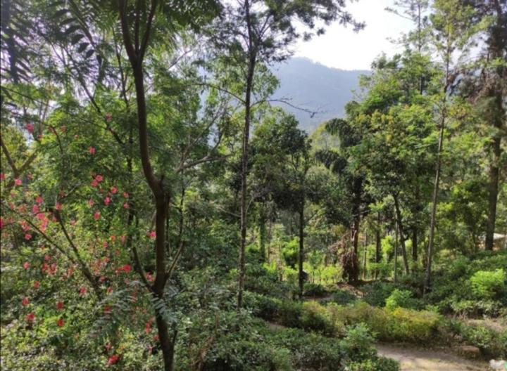 "Mount'N Mist" Apartment เอลลา ห้อง รูปภาพ